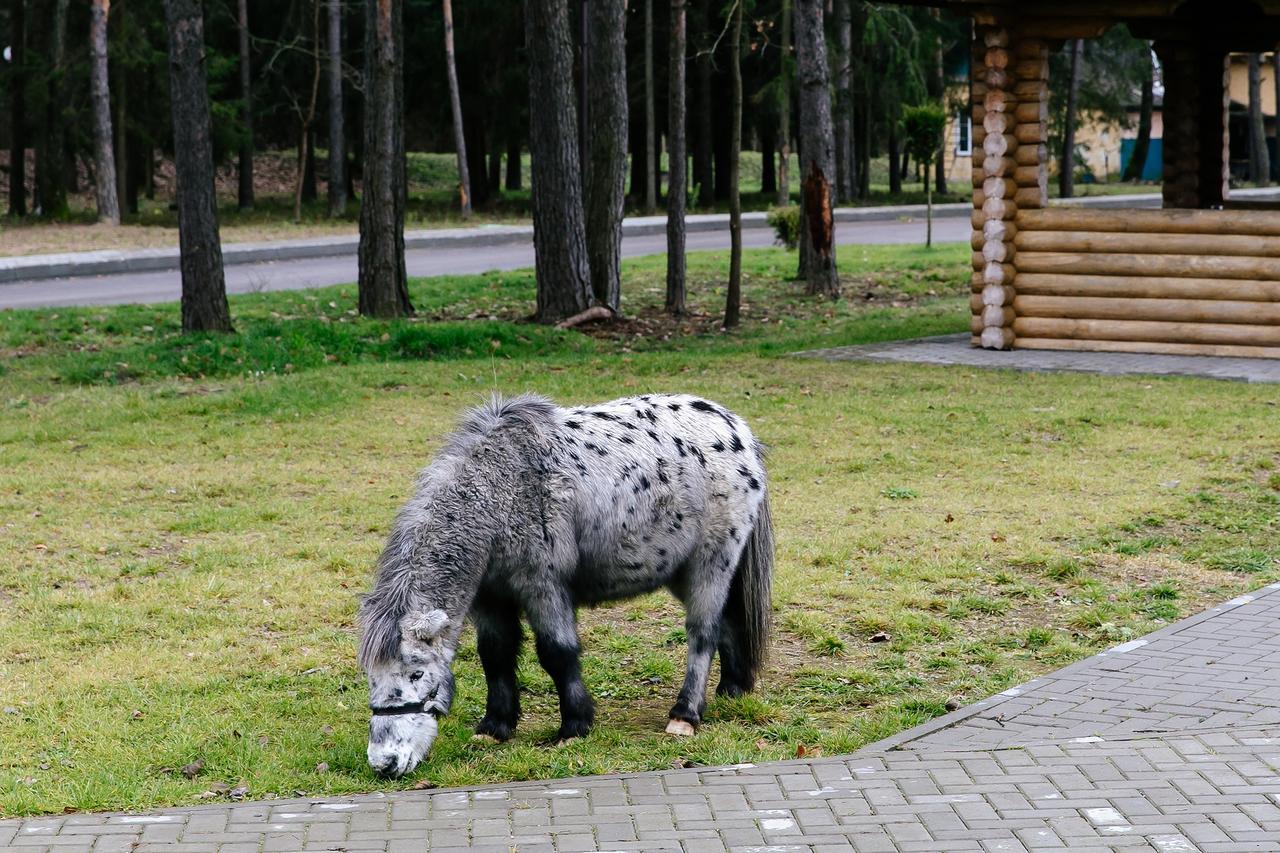Baza Otdykha Chaika Hotel Zhodzina Bagian luar foto